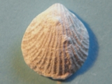 Brachiopod